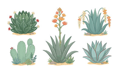 Obraz premium Set of six detailed succulent and cactus illustrations with colorful blooms