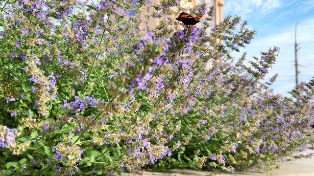 Small tortoiseshell butterfly feeding on purple catnip flowers in urban garden