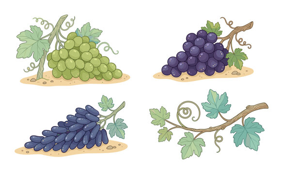 Set of hand drawn grape varieties with vine leaves on white background
