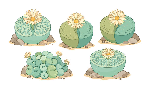 Collection of blooming lithops succulents and living stones on white
