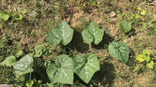 a snapshot of a pumpkin plant or waluh with the scientific name Cucurbita moschata