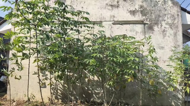 a snapshot of a cassava tree planted next to a house and blown by the wind