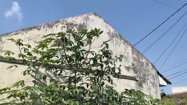 a snapshot of a cassava tree planted next to a house and blown by the wind
