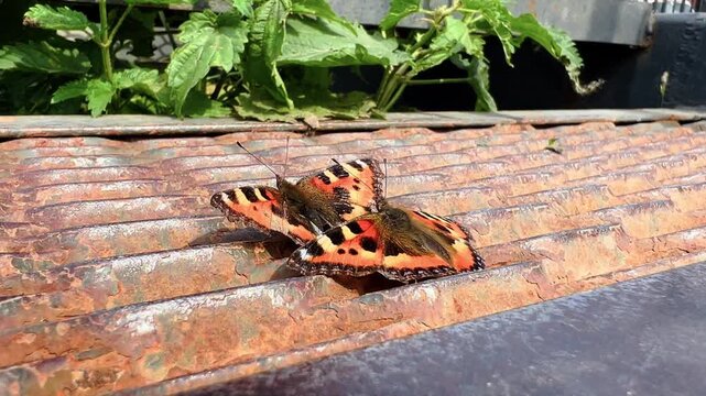 Small tortoiseshell butterflies resting on rusty corrugated metal roof outdoors