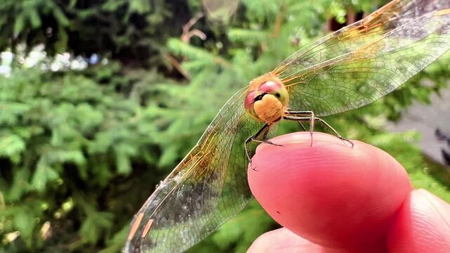 Close up of dragonfly perched on human finger with green fir tree background