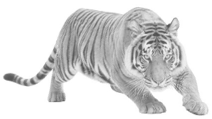 cat striped tiger animal halftone wild nature jungle feline predator vector graphic design retro vintage art silhouette jungle © Josnara
