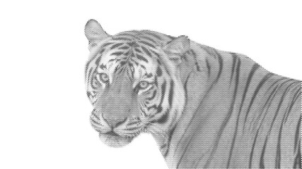 animal halftone face tiger cat nature jungle predator feline wild illustration clipart isolated dotted stipple background drawing jungle © Josnara