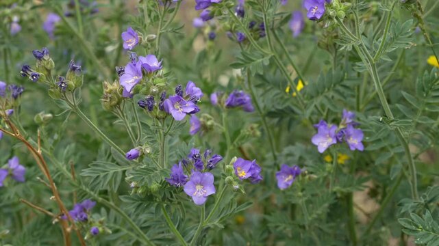 Beautiful purple Polemonium acutiflorum in the Colorado mountain
