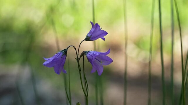 Beautiful blue Campanula rotundifolia wildflowers in the field