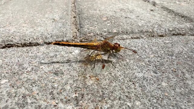 Brown dragonfly resting on textured gray concrete pavement in sunlight