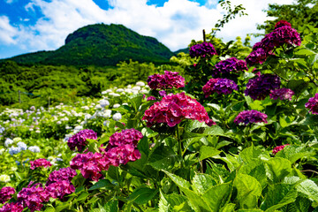 Obraz premium 八面山あじさい園の紫陽花