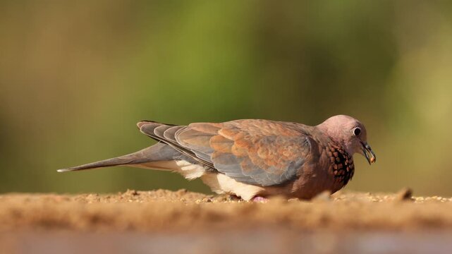 A laughing dove (Spilopelia senegalensis) feeding on the ground, South Africa