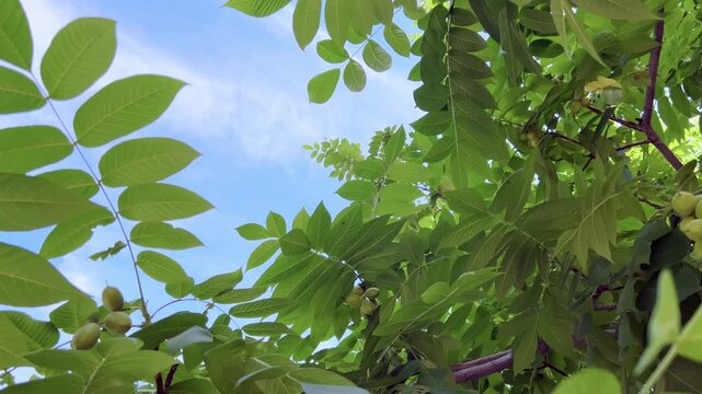 Green manchurian walnut leaves swaying against blue sky with clouds below