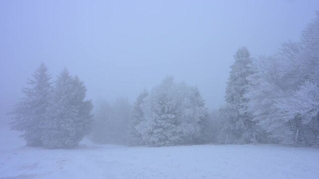 Dichter Nebel &uuml;ber verschneiter, ruhiger Landschaft mit B&auml;umen, Nadelbaum, Winter, Hohneck, La Bresse, Vogesen, Frankreich