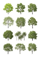 Fototapeta premium Collection of various green trees and palm trees isolated on white background for architectural visualization and landscape design