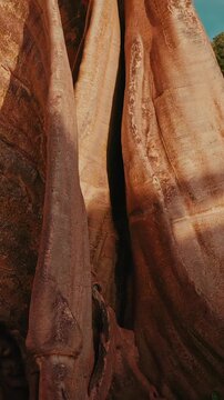 Sacred Nature: Massive 700 Year Old Banyan Tree Roots Close-up, Bali 4K Texture B-Roll