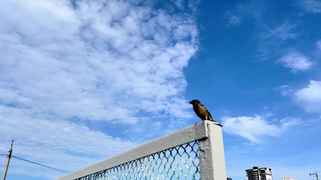 Small sparrow perched on metal fence post against cloudy blue sky