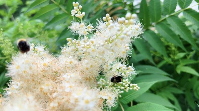 Bumblebee pollinating white spirea flower blossoms among green leaves