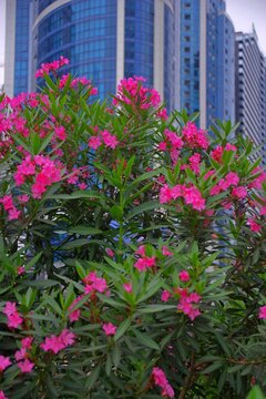 Modern resort skyscrapers with pink oleander flowers in Batumi with copy space