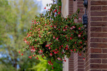 Fototapeta premium Selective focus of Fuchsia magellanica, White red flowers pot on the wall, Hummingbird fuchsia or hardy fuchsia is a species of flowering plant in the family Evening Primrose family, Floral background