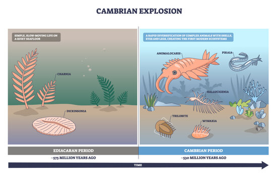 Cambrian explosion outline shows rapid diversification from simple Ediacaran life to complex marine fauna, key species Anomalocaris, trilobite, Dickinsonia. Outline diagram