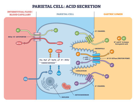 Parietal cell acid secretion in a brief pathway, featuring Hand-Kand ATPase, Cl- channel, and HCO3--Cl- exchanger guiding ion flow to form gastric acid. Outline diagram