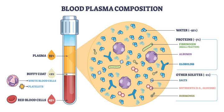 Blood plasma composition graphic with test tube, plasma layer, and red blood cells, illustrating water, proteins, and solutes proportions. Outline diagram
