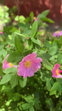 Pink Wild Rose Flowers Blooming Outdoors In Garden