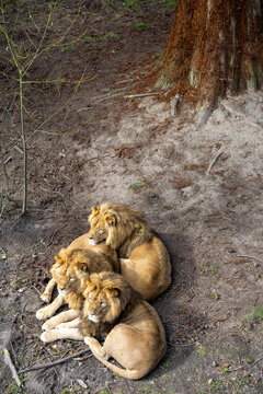 Three male lions resting closely together beneath a large tree in a naturalistic enclosure, photographed from above. Wildlife scene showing social bonding, companionship and relaxed a