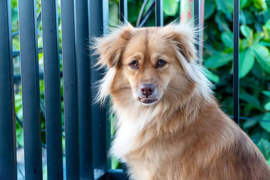 Close up of a cute fluffy brown mixed-breed dog sitting on a balcony, showing a funny underbite with its bottom teeth against a backdrop of green plants.