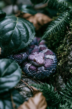 Purple Snake Curled Between Rocks and Green Leaves Displaying Perfect Camouflage Within Untouched Tropical Forest Environment