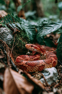Red Snake Resting On Moss Among Glossy Leaves Beneath Ferns Showing Brilliant Camouflage In Dense Tropical Forest Habitat
