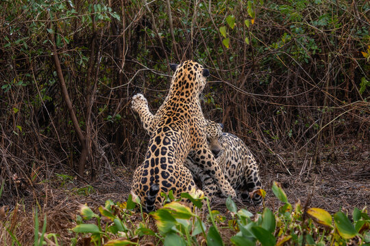 Jaguar - Panthera onca, beautiful large cat from South American forests, Pantanal, Brazil.