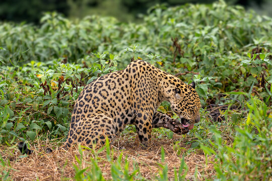 Jaguar - Panthera onca, beautiful large cat from South American forests, Pantanal, Brazil.