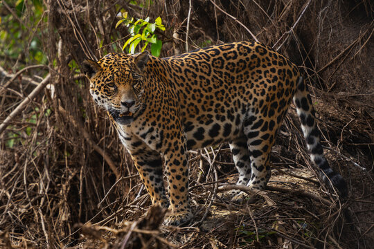 Jaguar - Panthera onca, beautiful large cat from South American forests, Pantanal, Brazil.