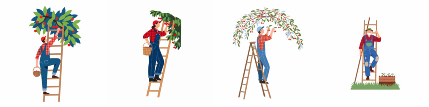 Set of farmers picking ripe cherries from trees using ladders, gardeners harvesting fruit in an orchard, flat vector illustration on white background.