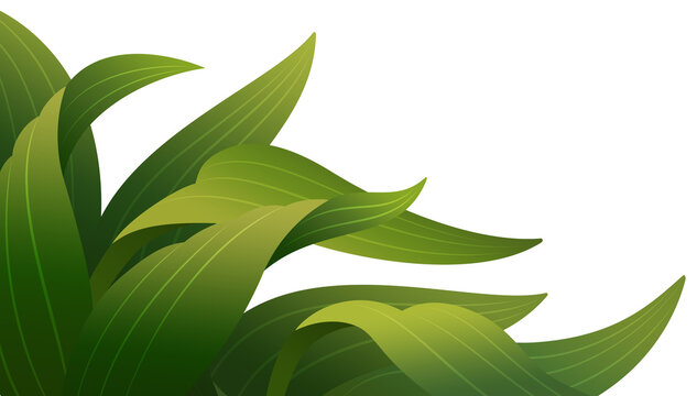 Wide grass leaf background asset for image compositing. Transparent background.