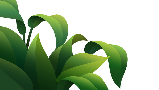 Wide grass leaf background asset for image compositing. Transparent background.