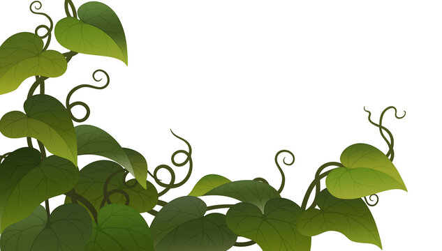 Wide grass leaf background asset for image compositing. Transparent background.
