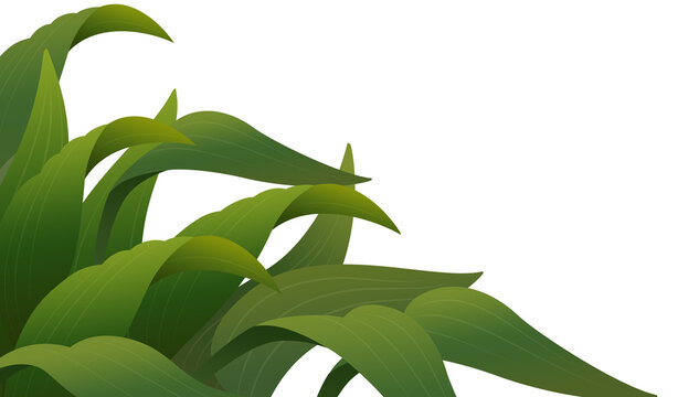 Wide grass leaf background asset for image compositing. Transparent background.