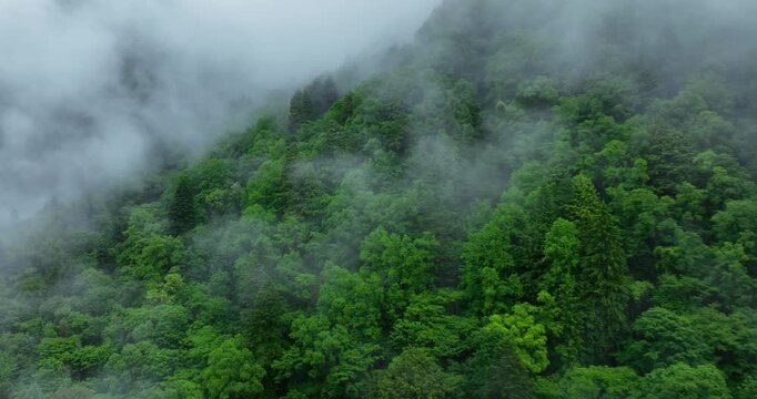 Aerial footage of arising fog in beautiful forest mountain landscape