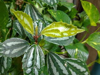 Leaves in a lush tropical forest © kittipong