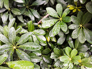 Leaves in a lush tropical forest © kittipong