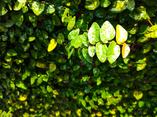 Leaves in a lush tropical forest © kittipong