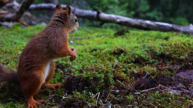 Red squirrel (Sciurus vulgaris) in its natural habitat