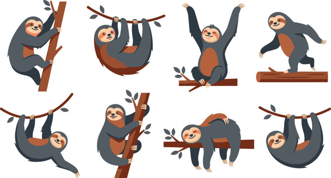 Sloth vector cartoon character collection featuring realistic grey and brown wild animals climbing hanging sleeping walking on jungle tree branches in active poses