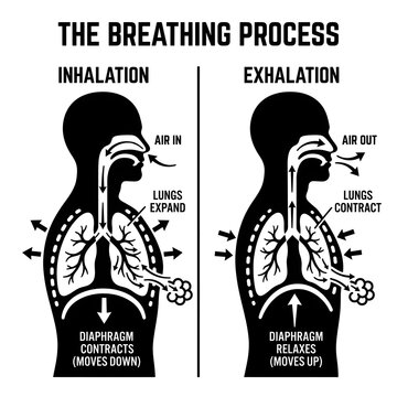 Diagram showing the human breathing process inhalation exhalation