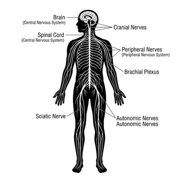 Diagram of the human nervous system with labeled body parts