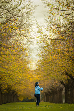 Landscape view of a woman walking beneath a golden auturum tree tunnel framed by arching branches of old elm trees in Camperdown, Victoria, Australia
