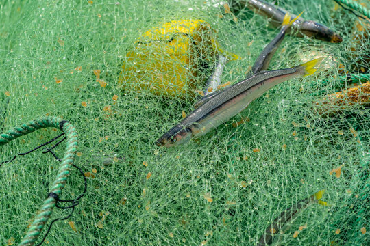 Small fish caught in a green fishing net on the coast of Pisco Peru